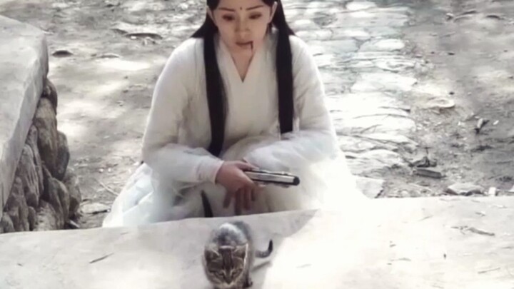 หยางมี่รับเลี้ยงแมวจรจัดในกองถ่าย แถมยังพาไปถ่ายละครที่เหิงเตี้ยนหลังปิดกล้องแล้ว น่ารักอบอุ่นสุดๆ!