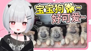 恶鬼宝宝看小修狗狗 可爱捏【新人日V】