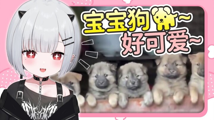 恶鬼宝宝看小修狗狗 可爱捏【新人日V】