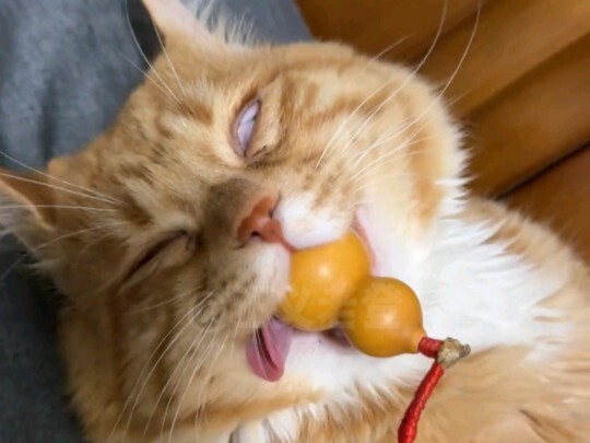 Lồng tiếng động vật | Đừng chở chú gấu con bên đường!