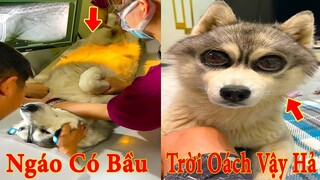 Thú Cưng TV | Ngáo Và Ngơ #25 | chó thông minh vui nhộn | Pets funny cute smart dog