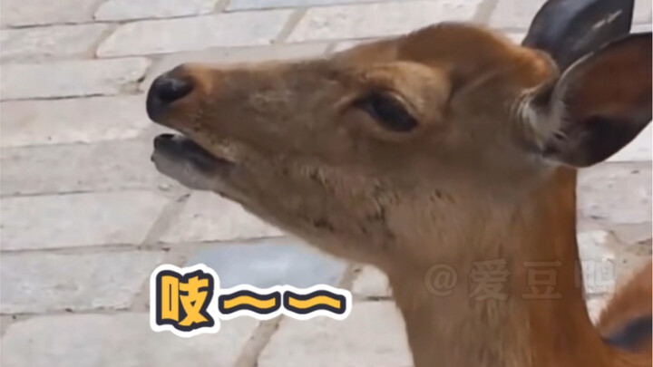 إذن أنتم حيوانات صغيرة من هذا النوع… بعضكم يُكشف فور أن يفتح فمه!