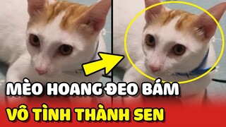 Vô tình trở thành Sen BẤT ĐẮC DĨ vì tên Mèo này cứ ĐEO BÁM 😂 | Yêu Lu