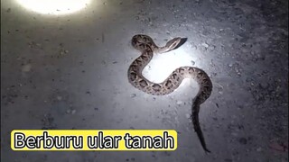 Hunting reptil part 3