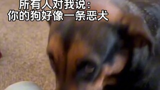 Comfort Dog: True love doesn't care about appearances