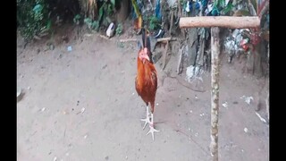 bcharahabs backyard