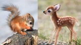 Cute baby animals Videos Compilation cute moment of the animals #3