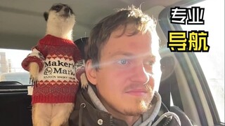 مقاطع الفيديو الشافية للحيوانات تلك!