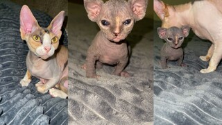 😾 القط: لقد قدمت لك كل ما أحبه أمامك، فماذا تريد مني بعد؟