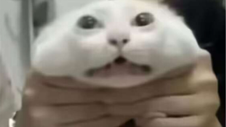 Smile and your kitty will be squeezed meme #26