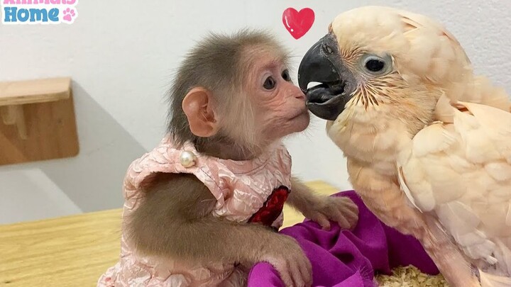 BiBi the monkey helps take care of the new parrot friend—so heartwarming!