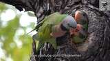 Juvenile PARAKEETS' Noisy feeding session