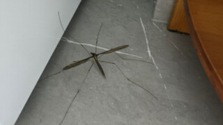 How big are mosquitoes in the South? My parrot was so scared it started crying! Let's compare using 