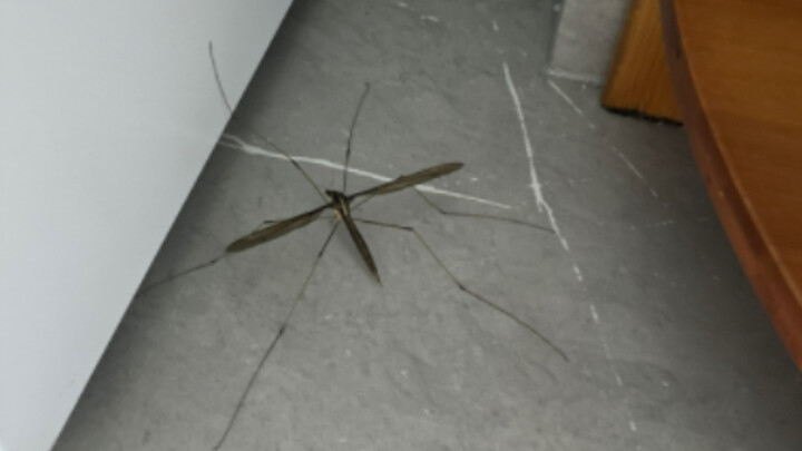 How big are mosquitoes in the South? My parrot was so scared it started crying! Let's compare using 