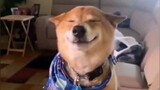 DOG'S FUNNY VIDEO 🐕🐕🤣🤣