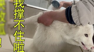 Con cáo đen nhỏ tôi nhặt được hóa ra lại là một con cáo trắng nhỏ sau khi rửa sạch. Thật bất ngờ!!!