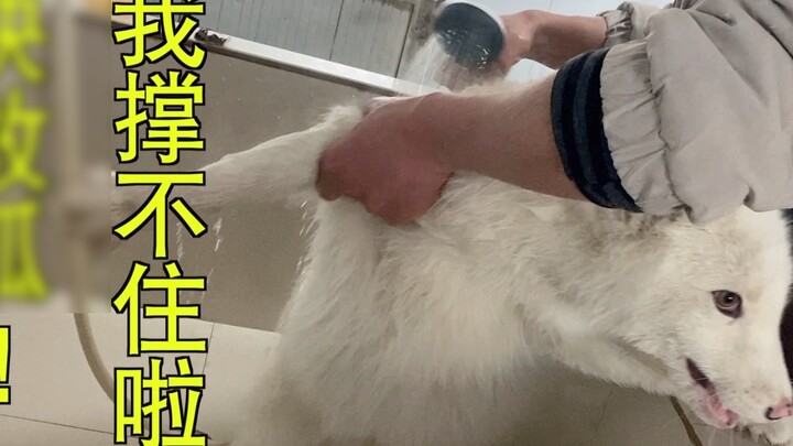 The little black fox I picked up turned out to be a little white fox after washing it. What a surpri