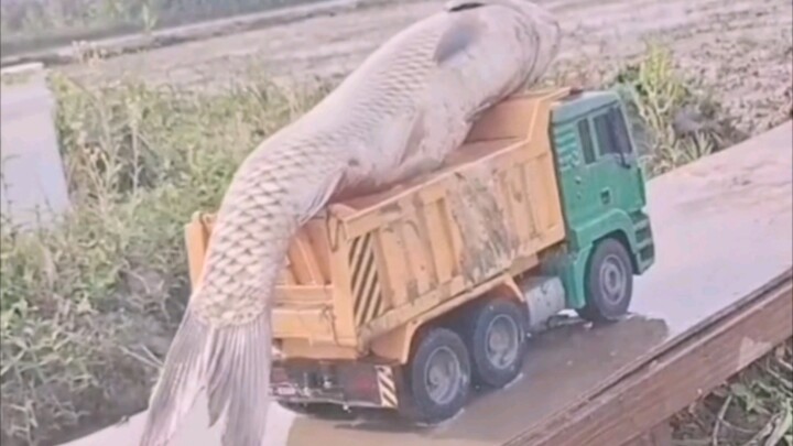 A Daily Laugh: Anglers Never Give Up! #8