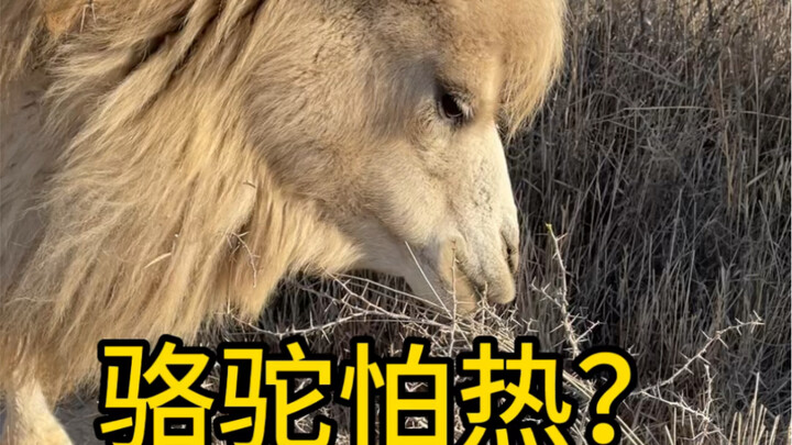 Someone asked me yesterday: Are camels afraid of the heat?