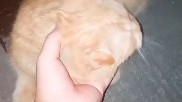 a chubby pregnant cat