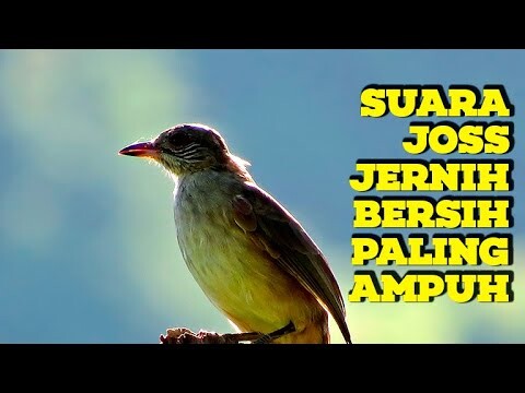 Masteran Kapas Tembak Gacor 100% AMPUH Bikin Emosi