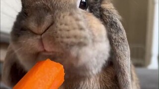 荷兰垂耳兔Poppy的吃播时间，萝卜青菜吃得嘎嘎香，可爱指数max！