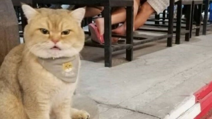 Orange Cat: Just sitting by the roadside makes me a beggar? Come on, see if I bite you.