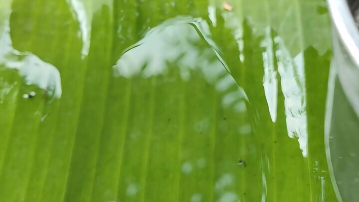 Grilled Pancake Made from Small Fish
