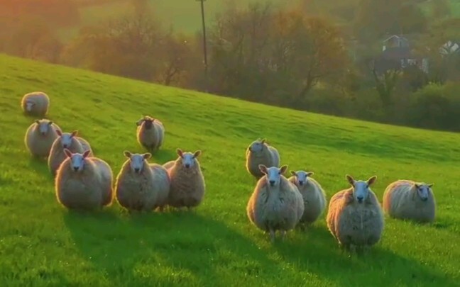 Một đàn xiên thịt cừu nhỏ đang tiến đến phía trước!