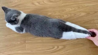 Today’s Cat Cat Bug