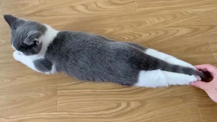 Today’s Cat Cat Bug