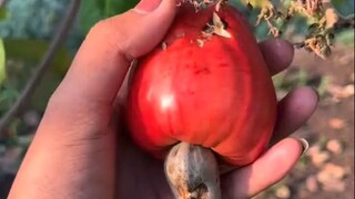 原来树上的腰果长这样...底下那个长得像莲雾的“腰果梨”，也是可以吃的！