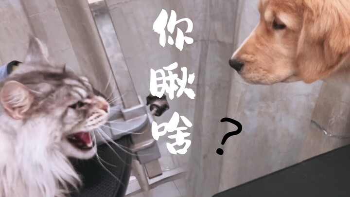 Taking my Maine Coon Caesar to the pet salon almost got him into a brawl with their golden retriever