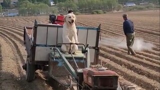 《师傅，你是做什么工作的》