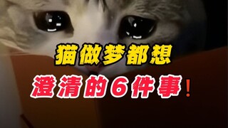 Rơi nước mắt rồi 😭 6 điều mèo mơ cả đêm cũng muốn giải thích❗