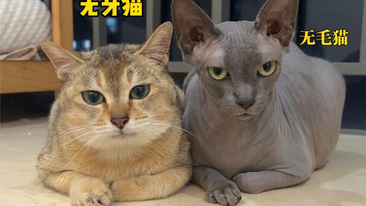 Which eats faster, the toothless cat or the toothed cat?