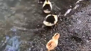 Anak ayam yang diasuh oleh induk bebek juga bisa berenang