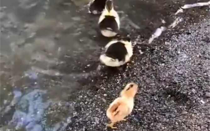 鸭妈妈带大的小鸡也会游泳