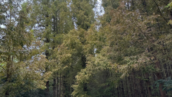 开关灯丝滑变装（38/100）