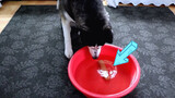 Put ham into water basin,what the dog will do?