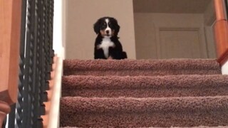 【Little Milk Dog Bernese Mountain Dog】The First Time Going Down the Stairs