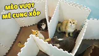 Mèo vượt mê cung bằng mút xốp | The Happy Pets #81