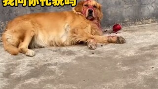 Chính anh là người phát tán tin tôi đã chết à?