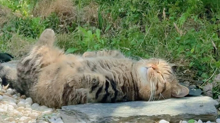 Picking cat mushrooms anywhere