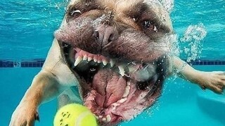 😂 สุนัขที่ตลกและน่ารักที่สุดของอินเทอร์เน็ต พยายามอย่าหัวเราะ🐶