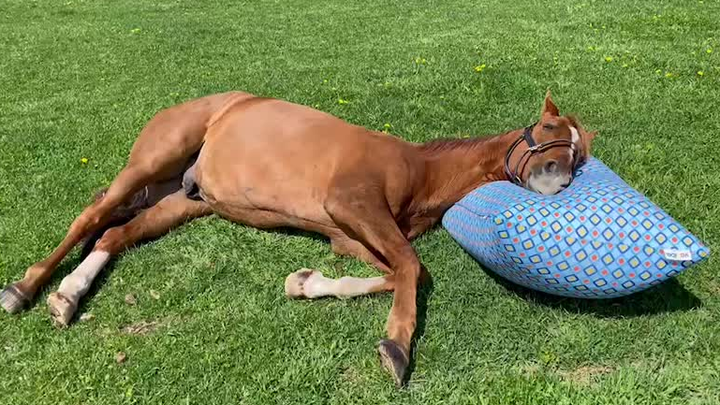 Shang Dongying đã khám phá ra cách dùng bao cát đúng chuẩn!