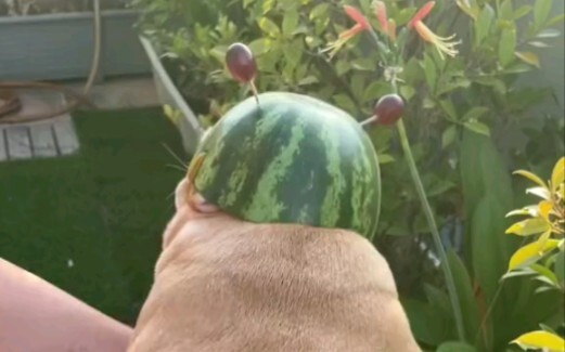 “Let’s go collect honey!”