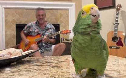 鹦鹉Tico的咏叹调