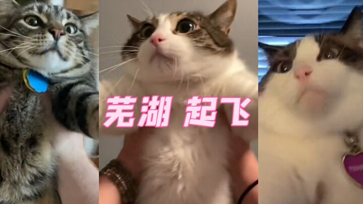 Wuhu, the cat takes flight