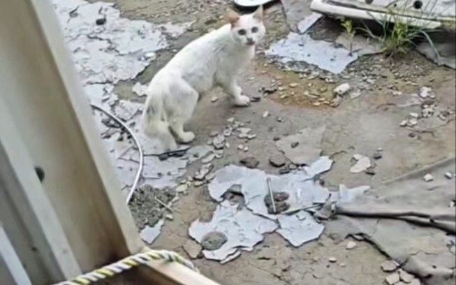 To lure a stray cat home with her, the woman brought out the fancy rat she keeps as a pet.
